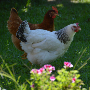 les poulettes Iris et Capucine de la villa Hlélianthe- photo tête en Leyre